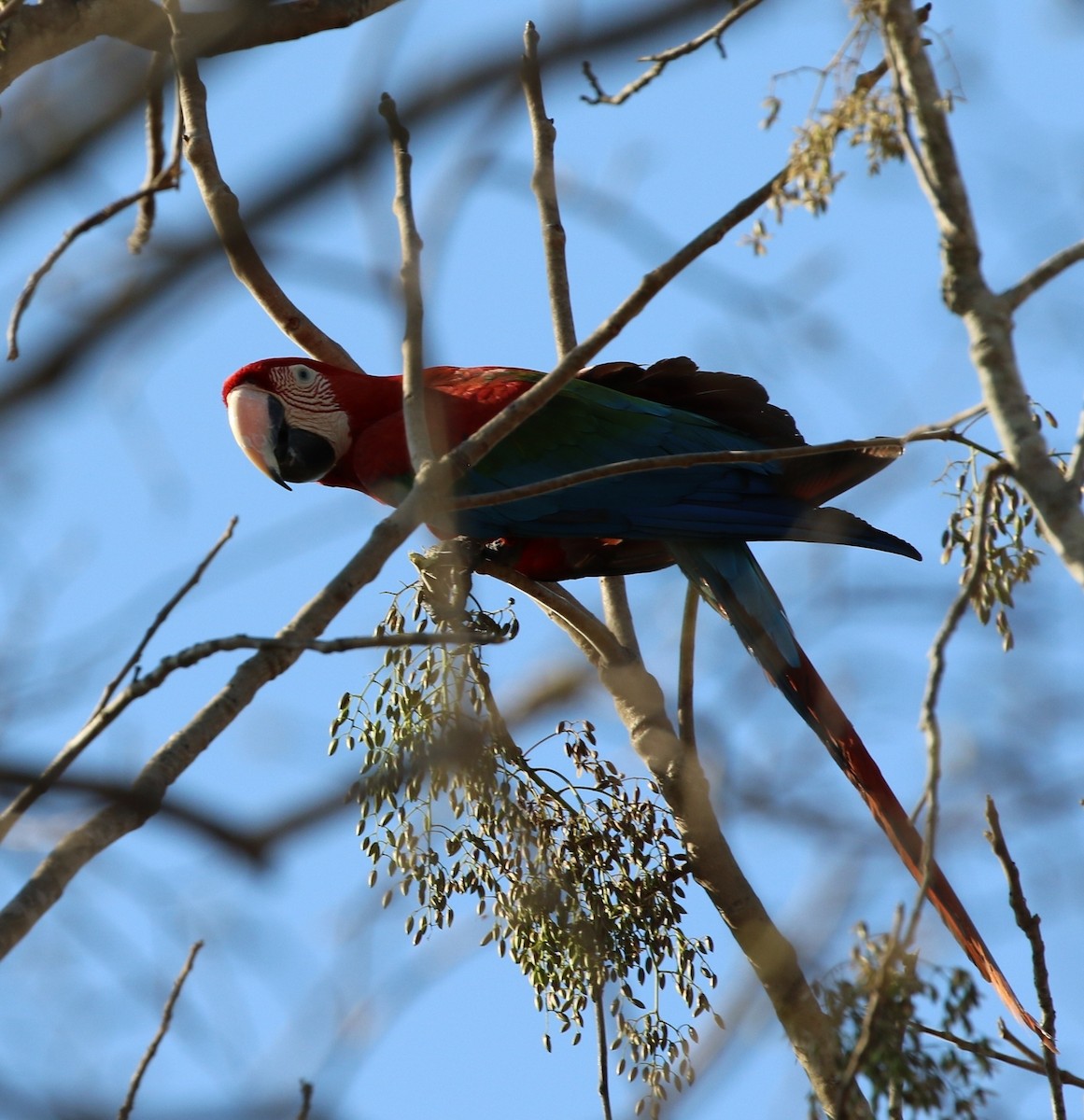 Red-and-green Macaw - ML205635401