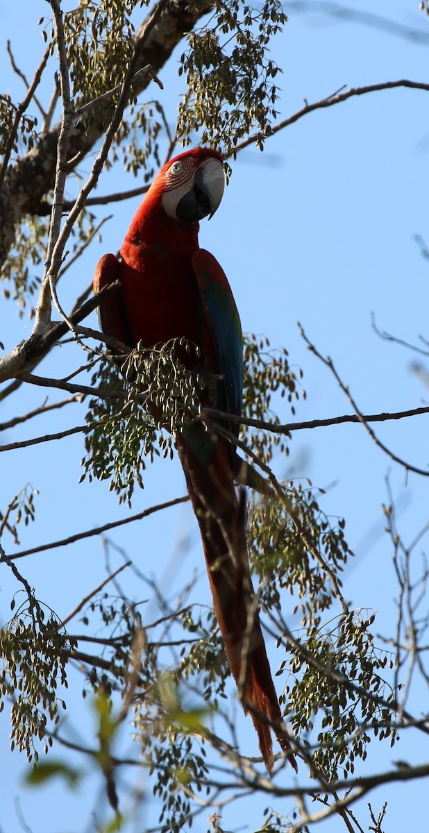 Red-and-green Macaw - ML205635411