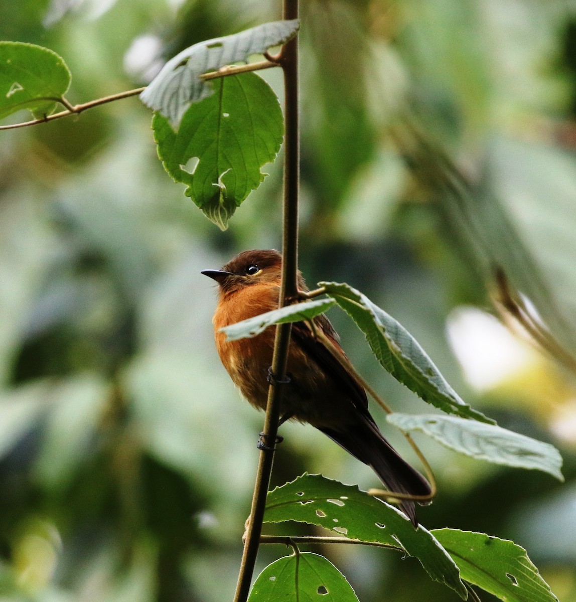 Cinnamon Flycatcher (Andean) - Richard Greenhalgh