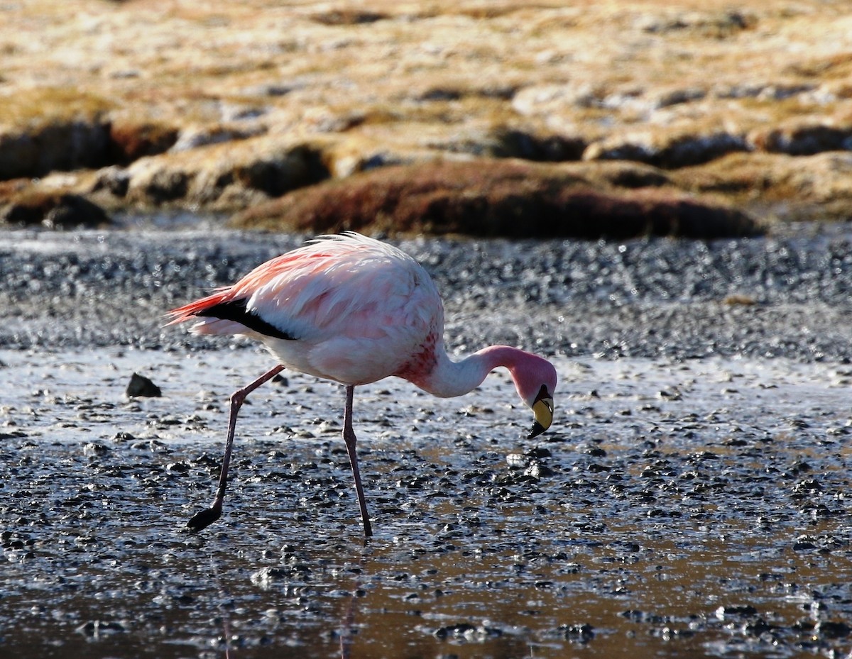 James's Flamingo - Richard Greenhalgh