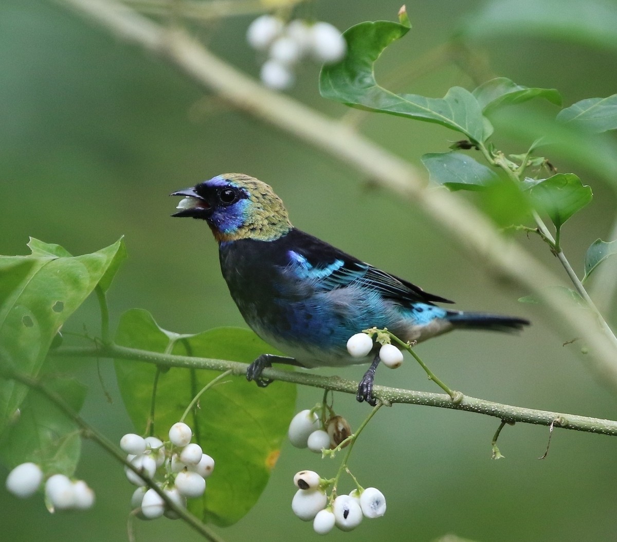 Golden-hooded Tanager - Richard Greenhalgh