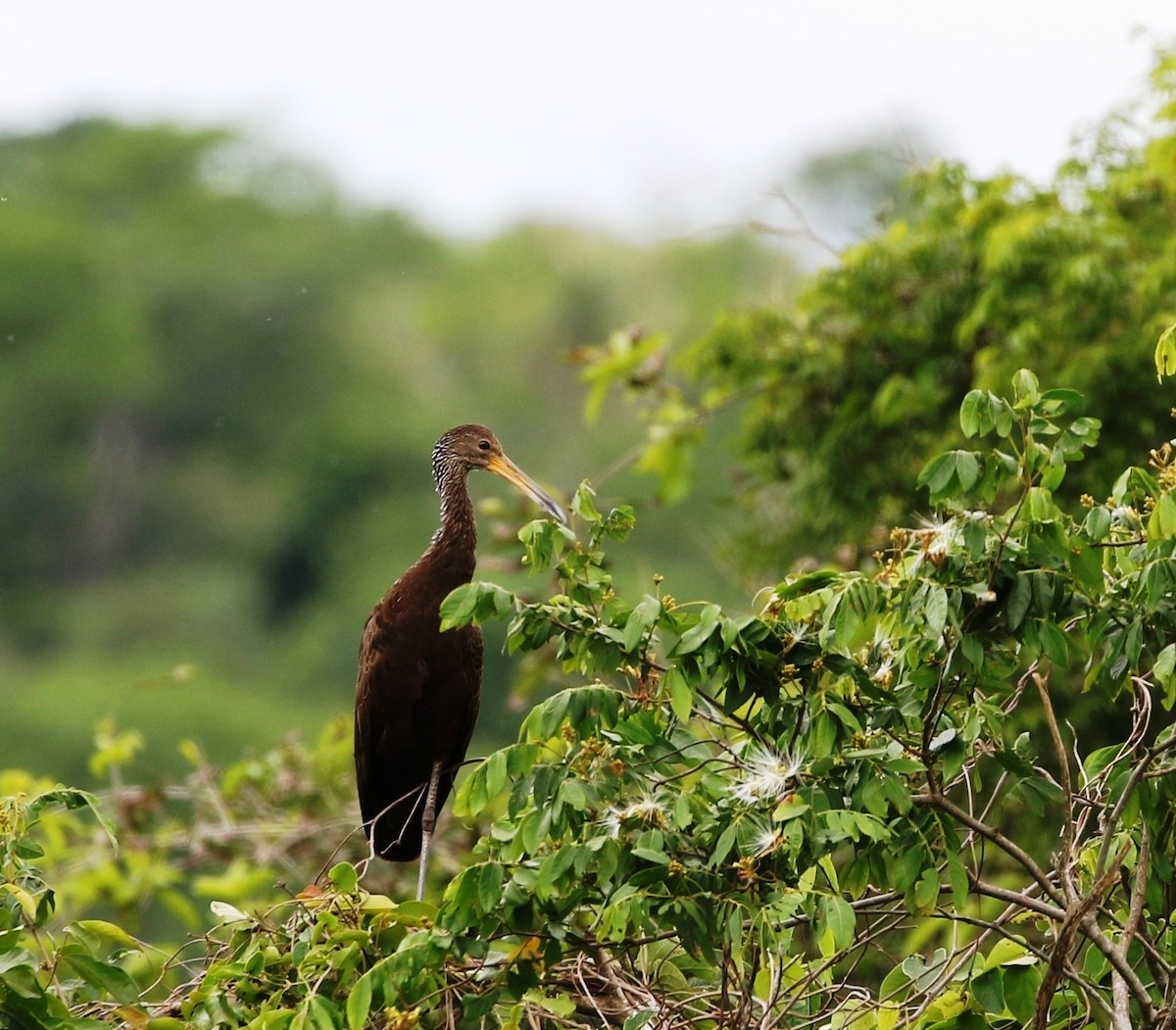 Limpkin (Brown-backed) - ML205636041