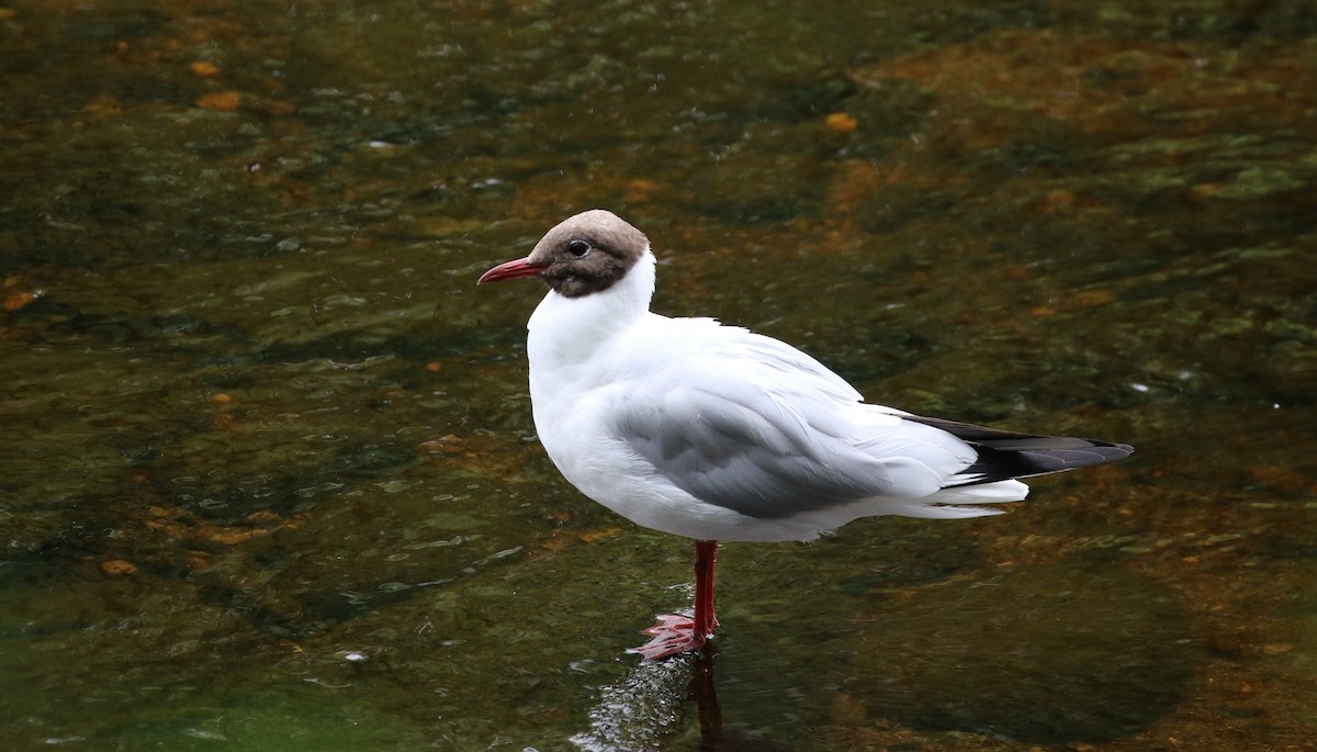 Mouette rieuse - ML205636471