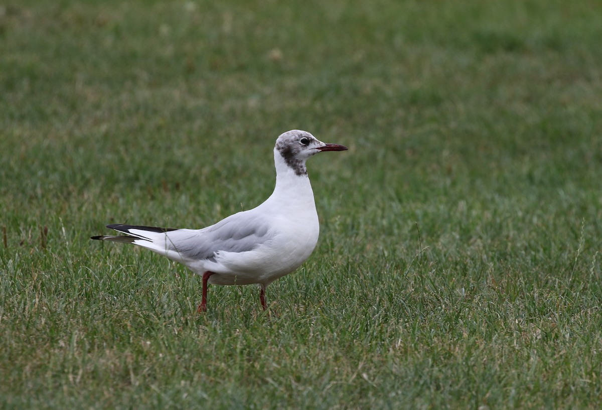 Mouette rieuse - ML205636481