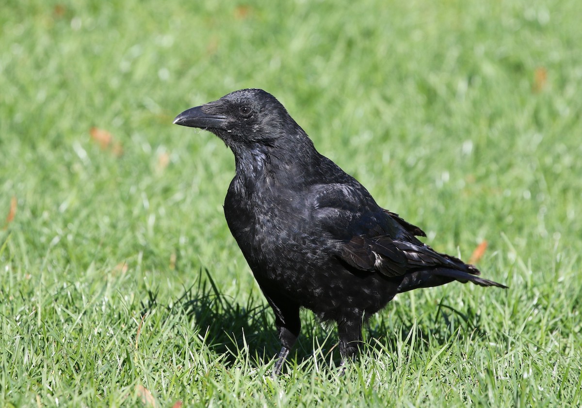 Carrion Crow - Richard Greenhalgh