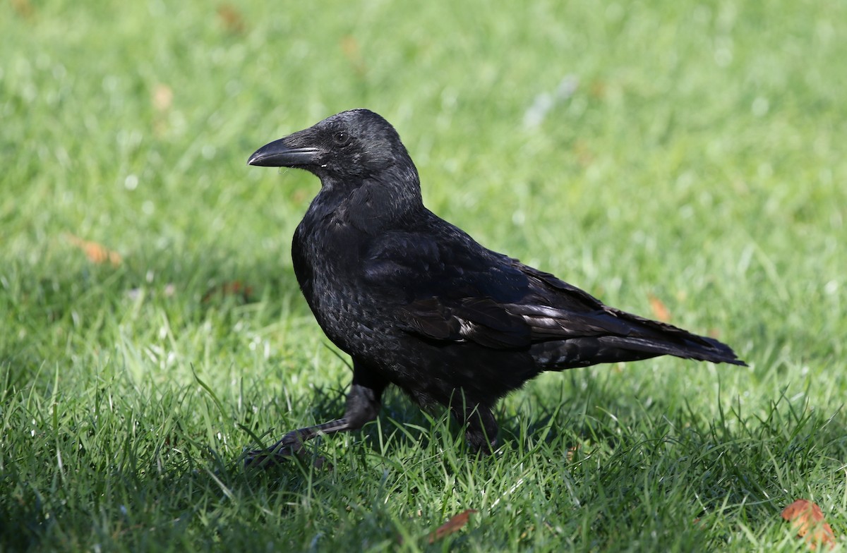 Carrion Crow - Richard Greenhalgh