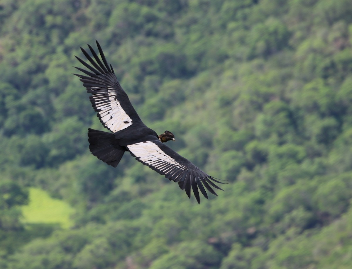Andean Condor - Richard Greenhalgh