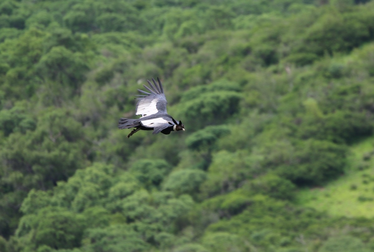 Andean Condor - Richard Greenhalgh