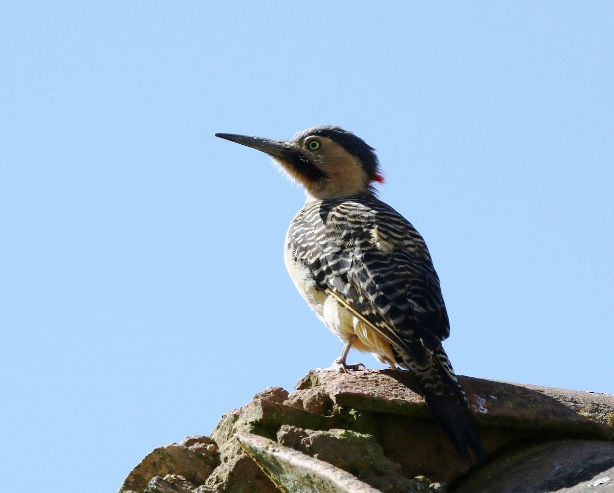 Andean Flicker (Southern) - Richard Greenhalgh