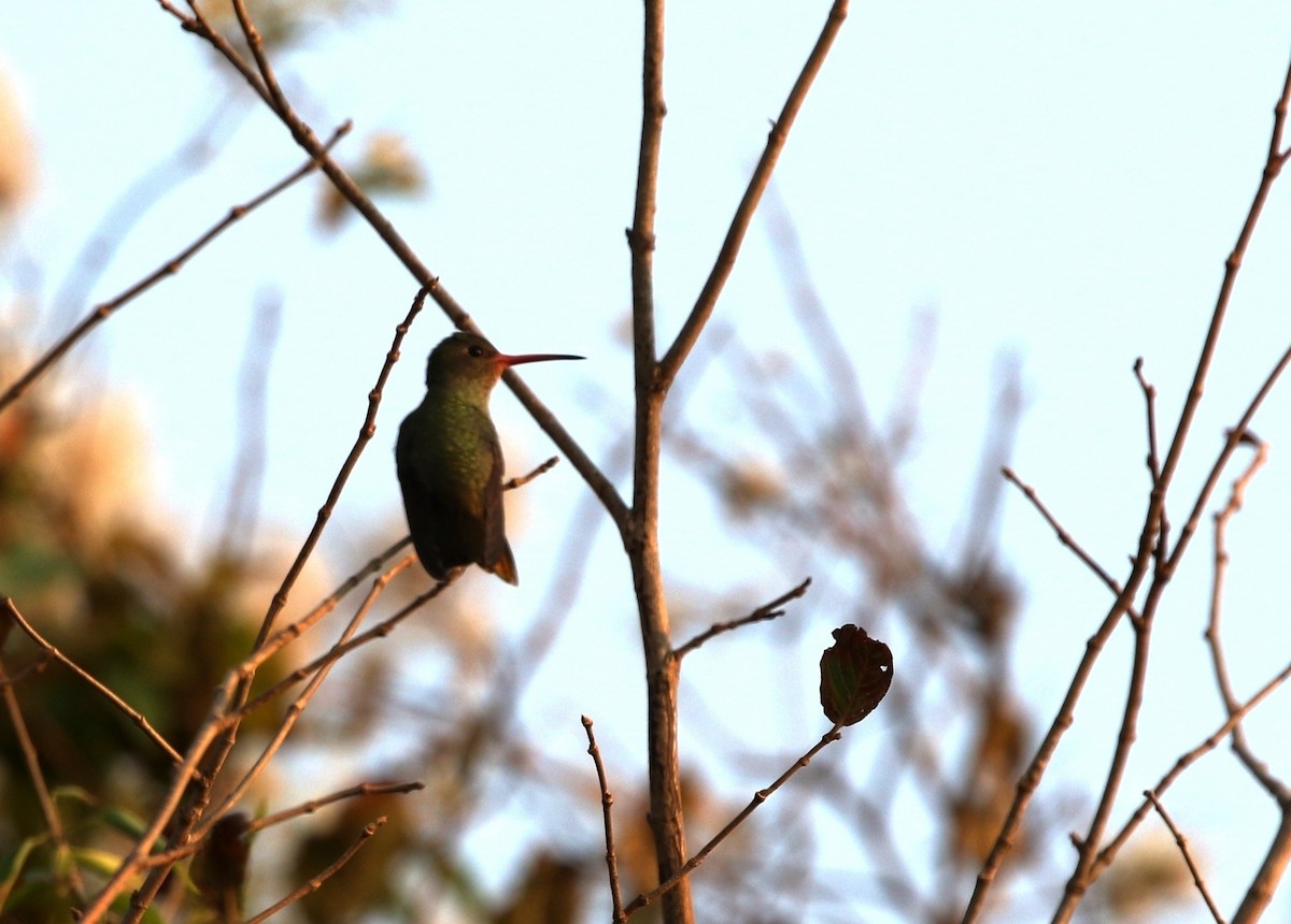Gilded Hummingbird - Richard Greenhalgh