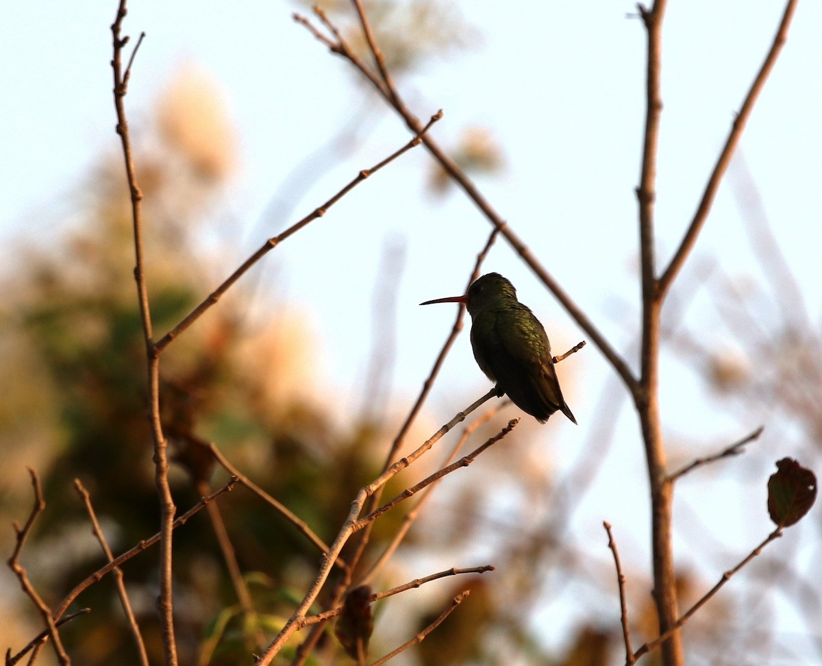 Gilded Hummingbird - Richard Greenhalgh