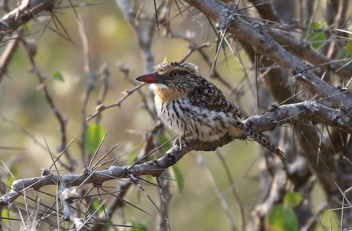 Spot-backed Puffbird (Chaco) - ML205637381