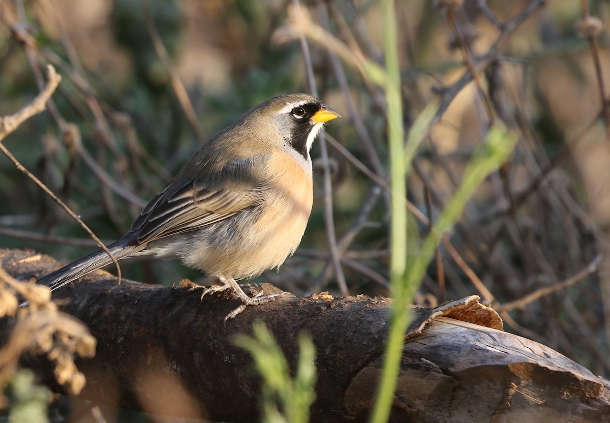 Many-colored Chaco Finch - ML205637751