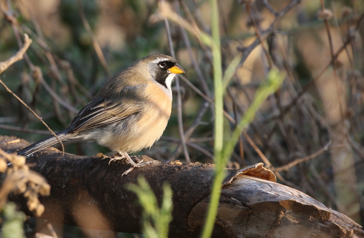 Many-colored Chaco Finch - ML205637761