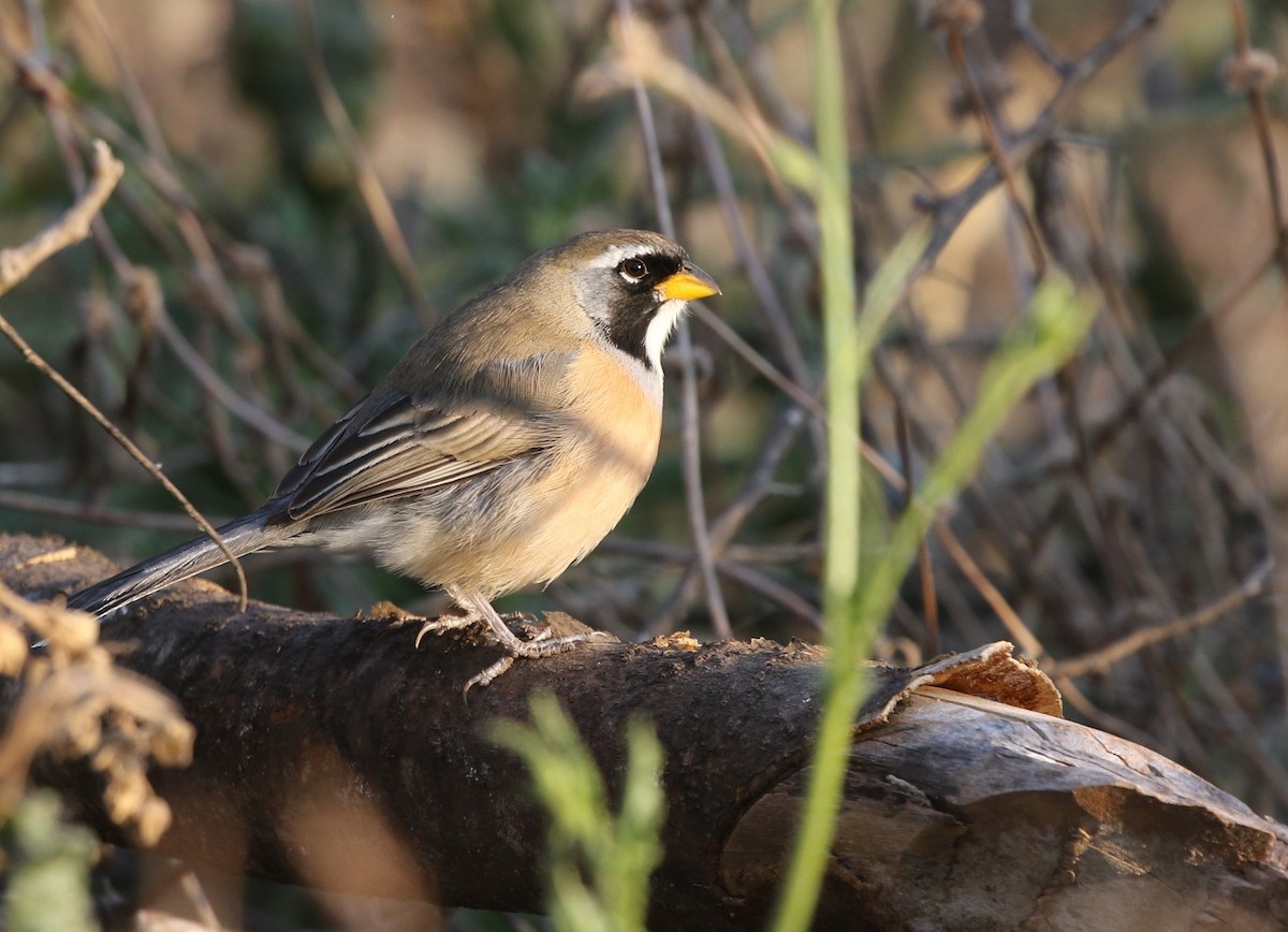 Many-colored Chaco Finch - ML205637771