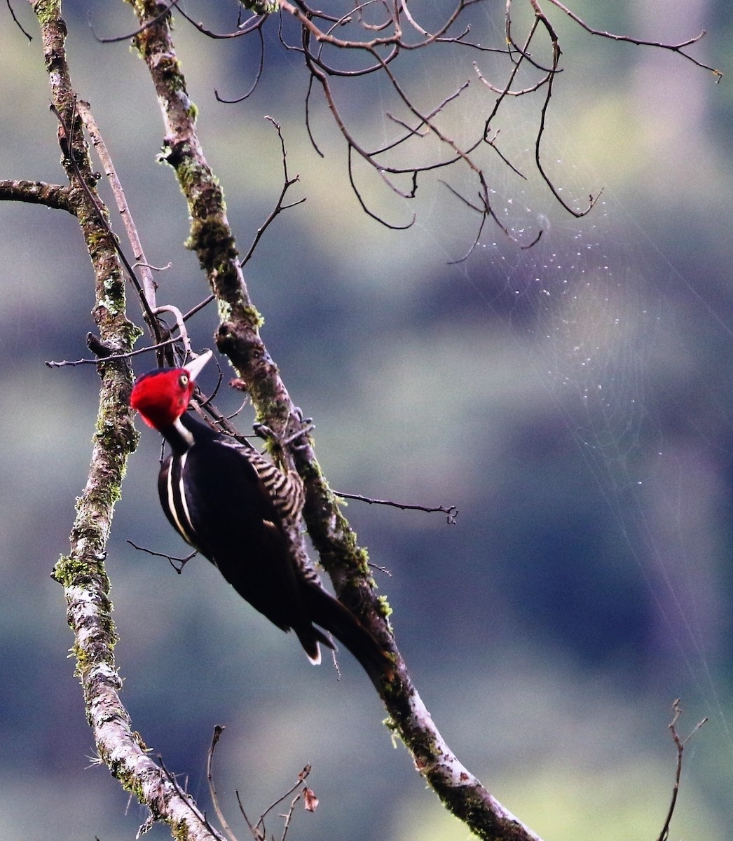 Pale-billed Woodpecker - Richard Greenhalgh