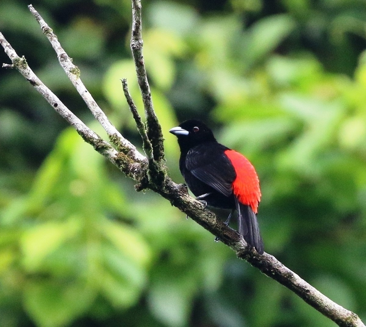 Scarlet-rumped Tanager (Passerini's) - Richard Greenhalgh