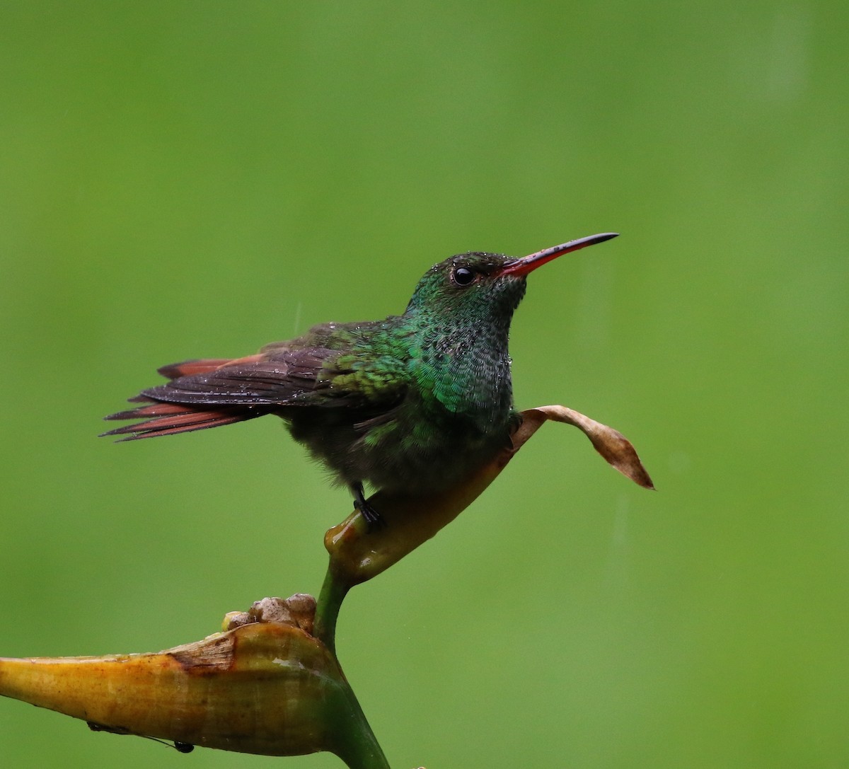 Rufous-tailed Hummingbird (Rufous-tailed) - Richard Greenhalgh