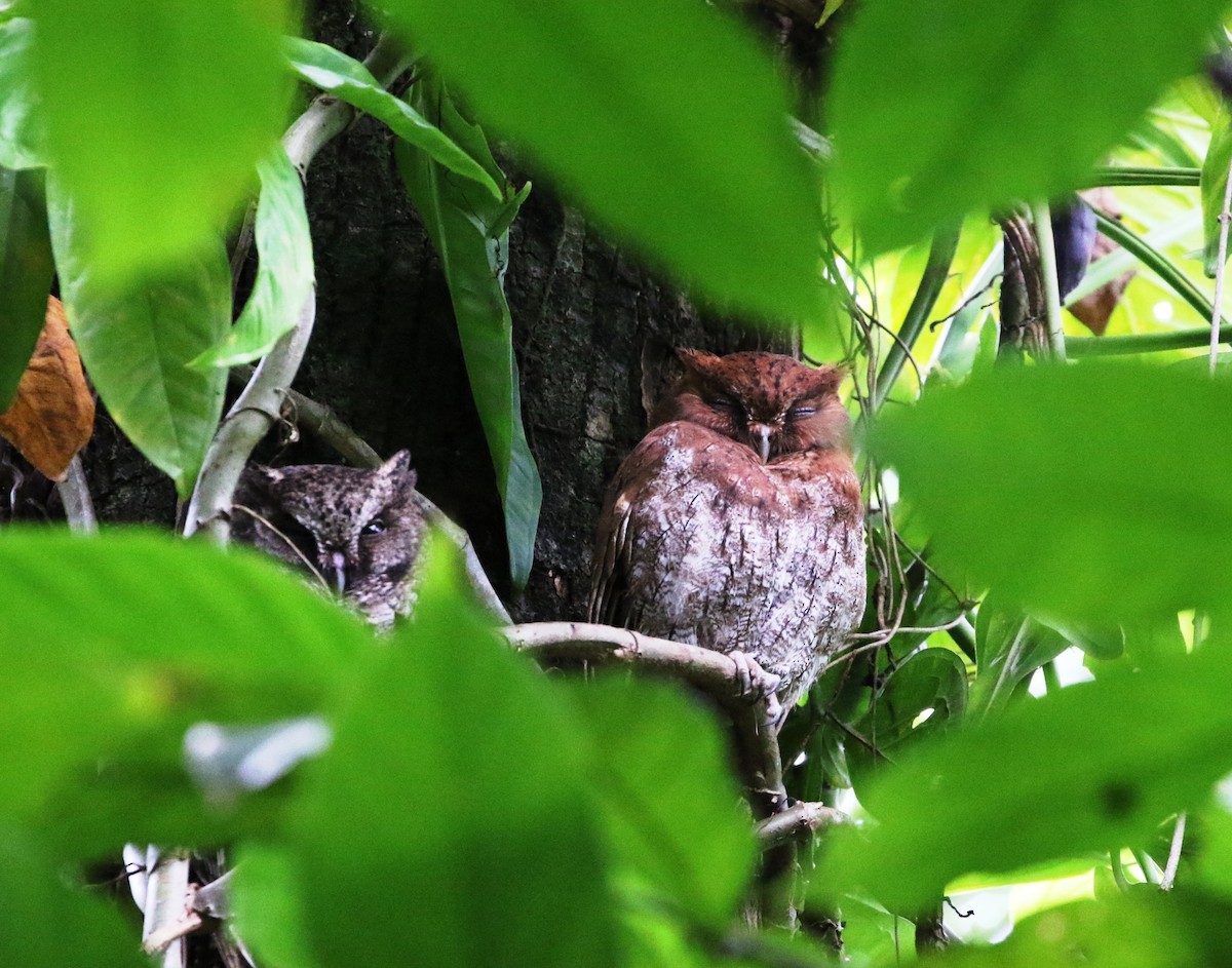 Middle American Screech-Owl (Middle American) - Richard Greenhalgh