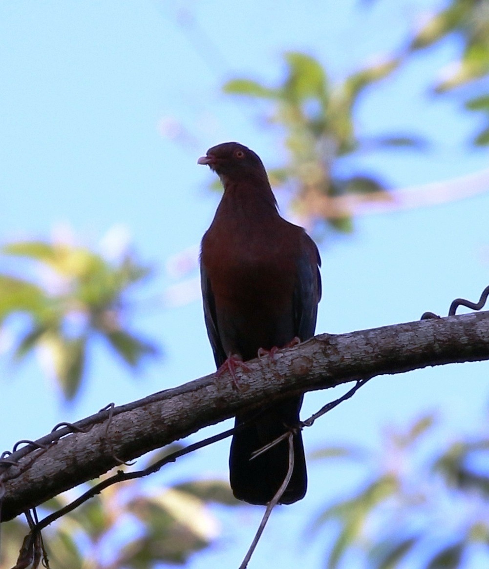 Red-billed Pigeon - ML205638141