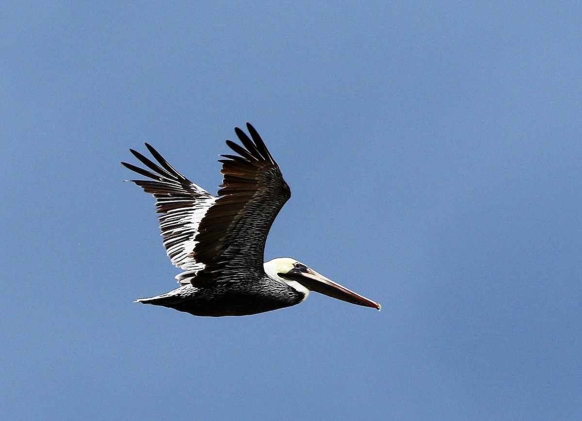 Brown Pelican (Atlantic) - Richard Greenhalgh