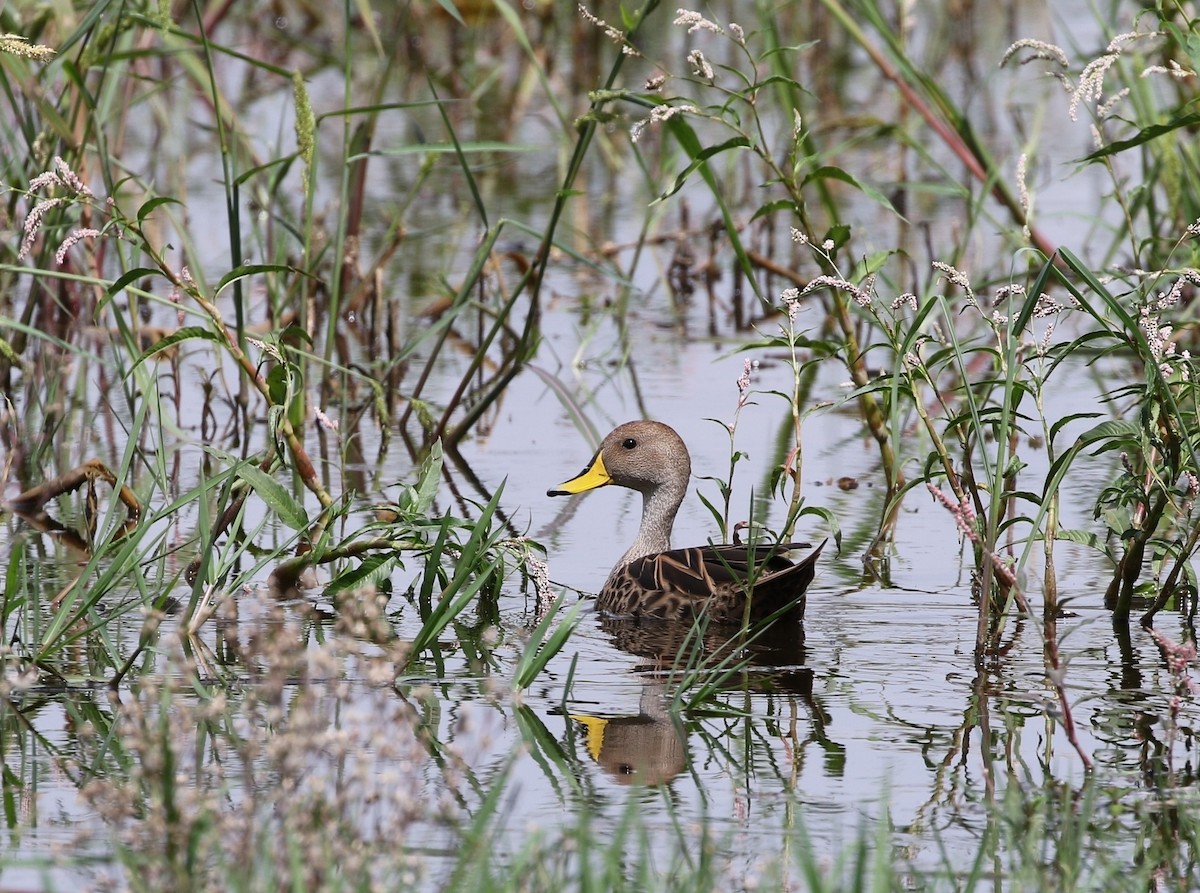 Yellow-billed Pintail (South American) - ML205638571
