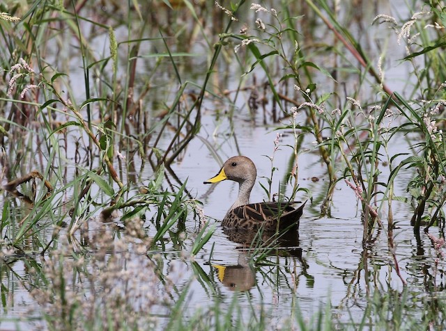Yellow-billed Pintail (South American)