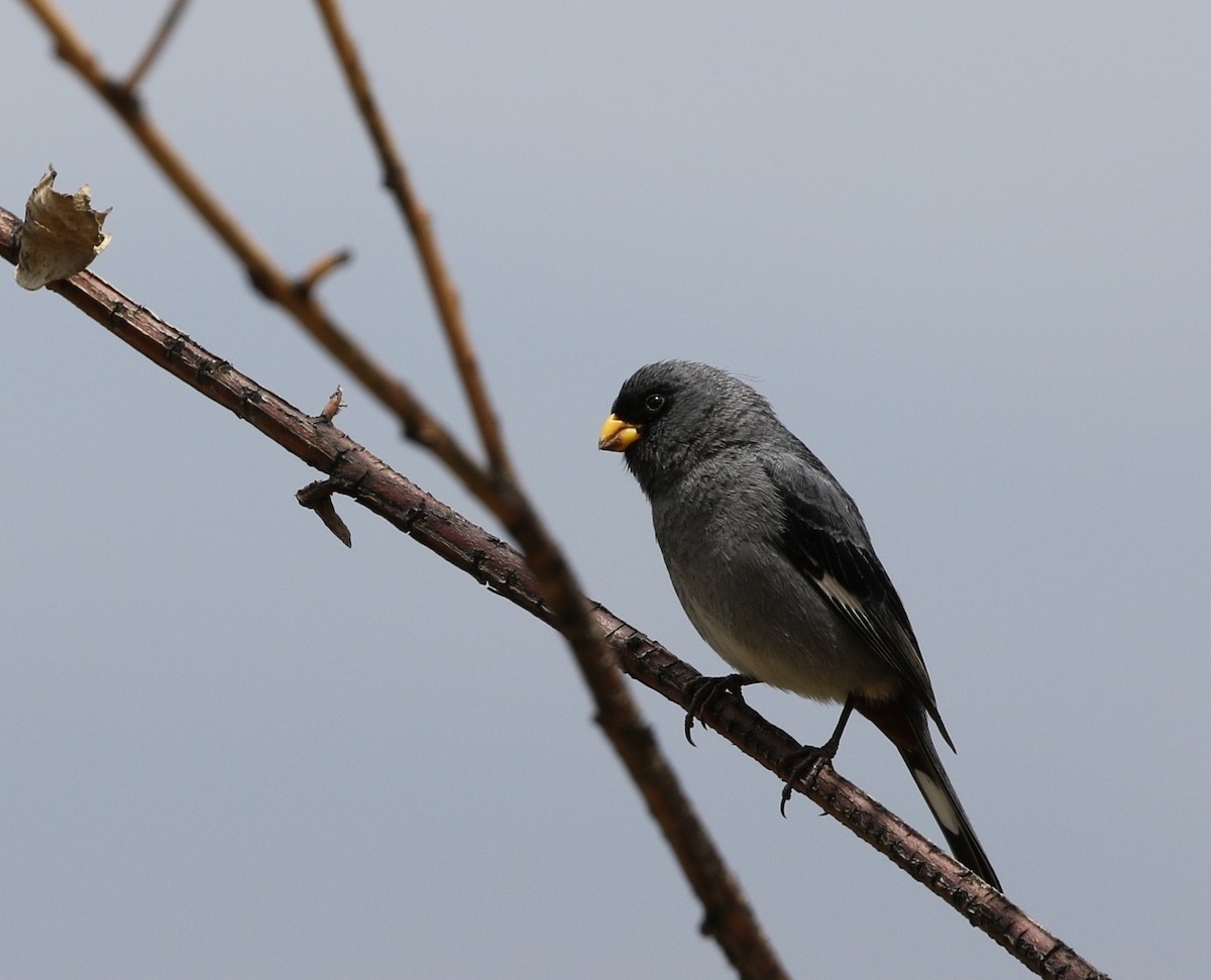 Band-tailed Seedeater - Richard Greenhalgh