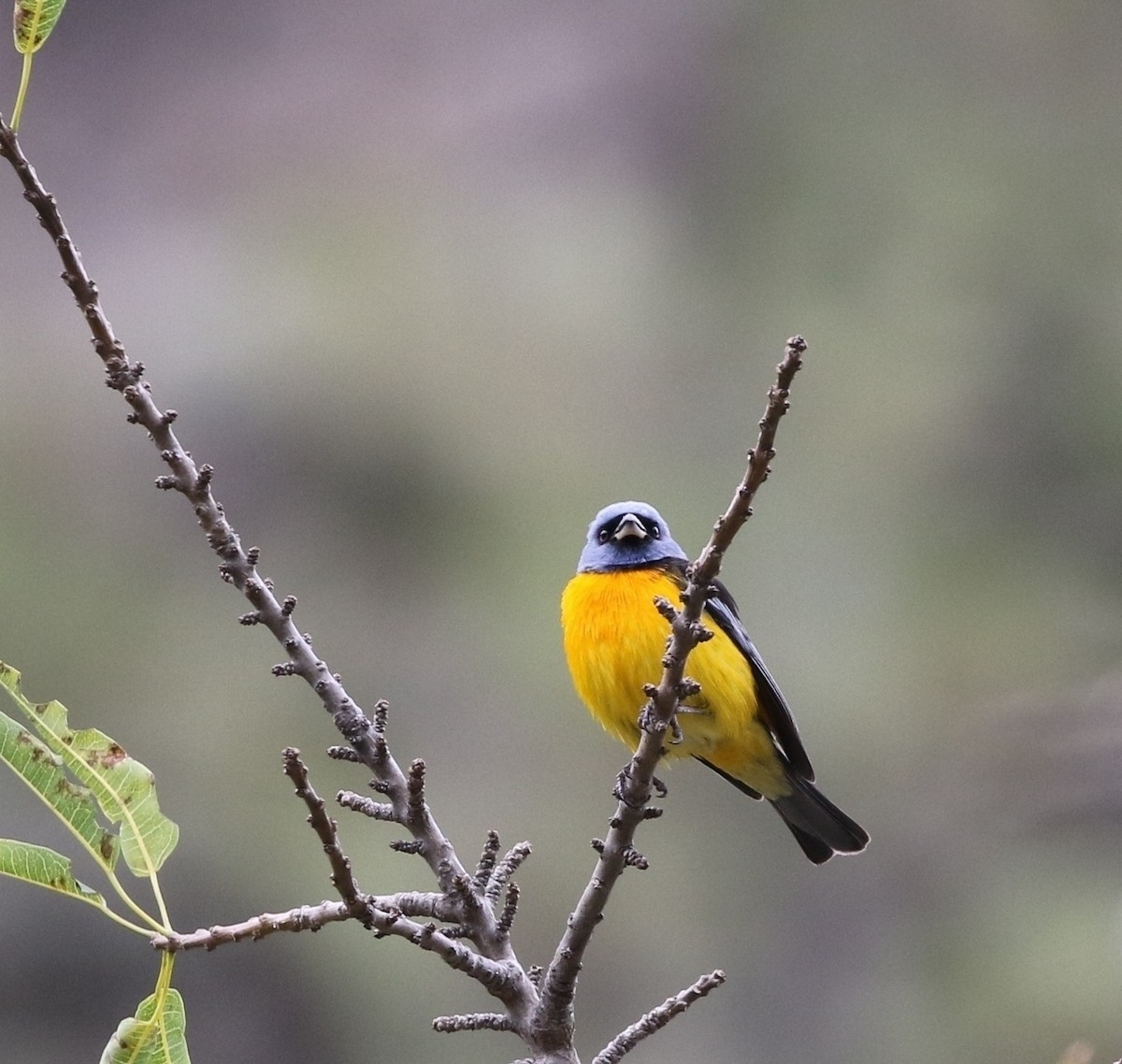 Blue-and-yellow Tanager (Blue-and-yellow) - Richard Greenhalgh