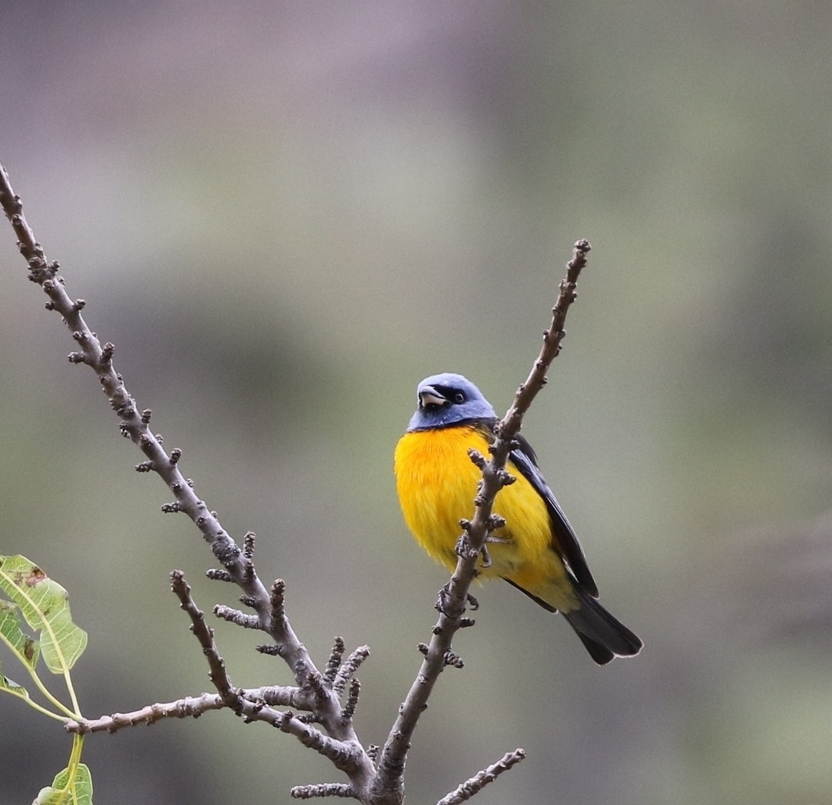 Blue-and-yellow Tanager (Blue-and-yellow) - Richard Greenhalgh
