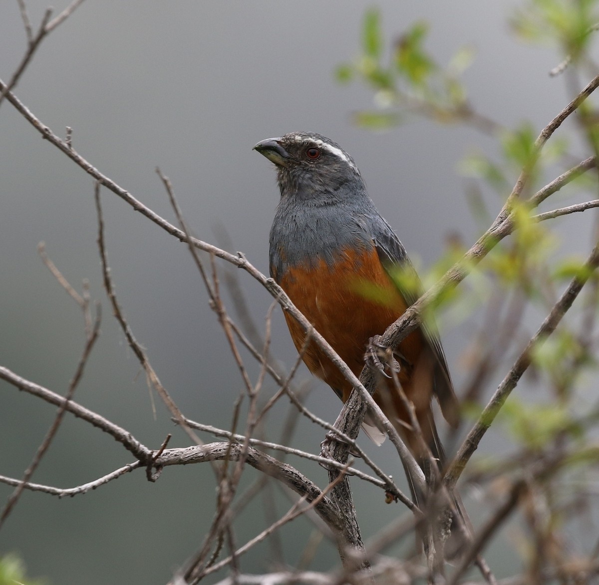 Rufous-bellied Mountain Tanager - ML205638831