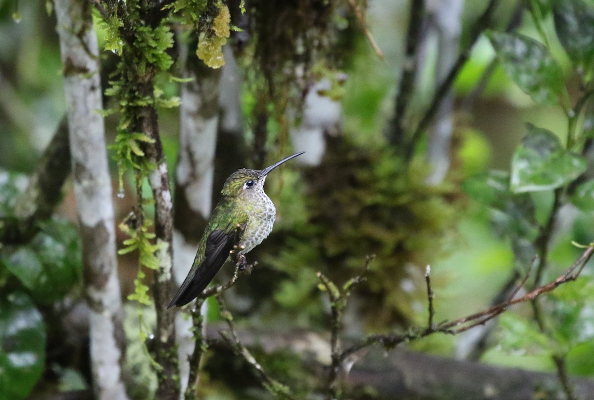 Many-spotted Hummingbird - ML205639361