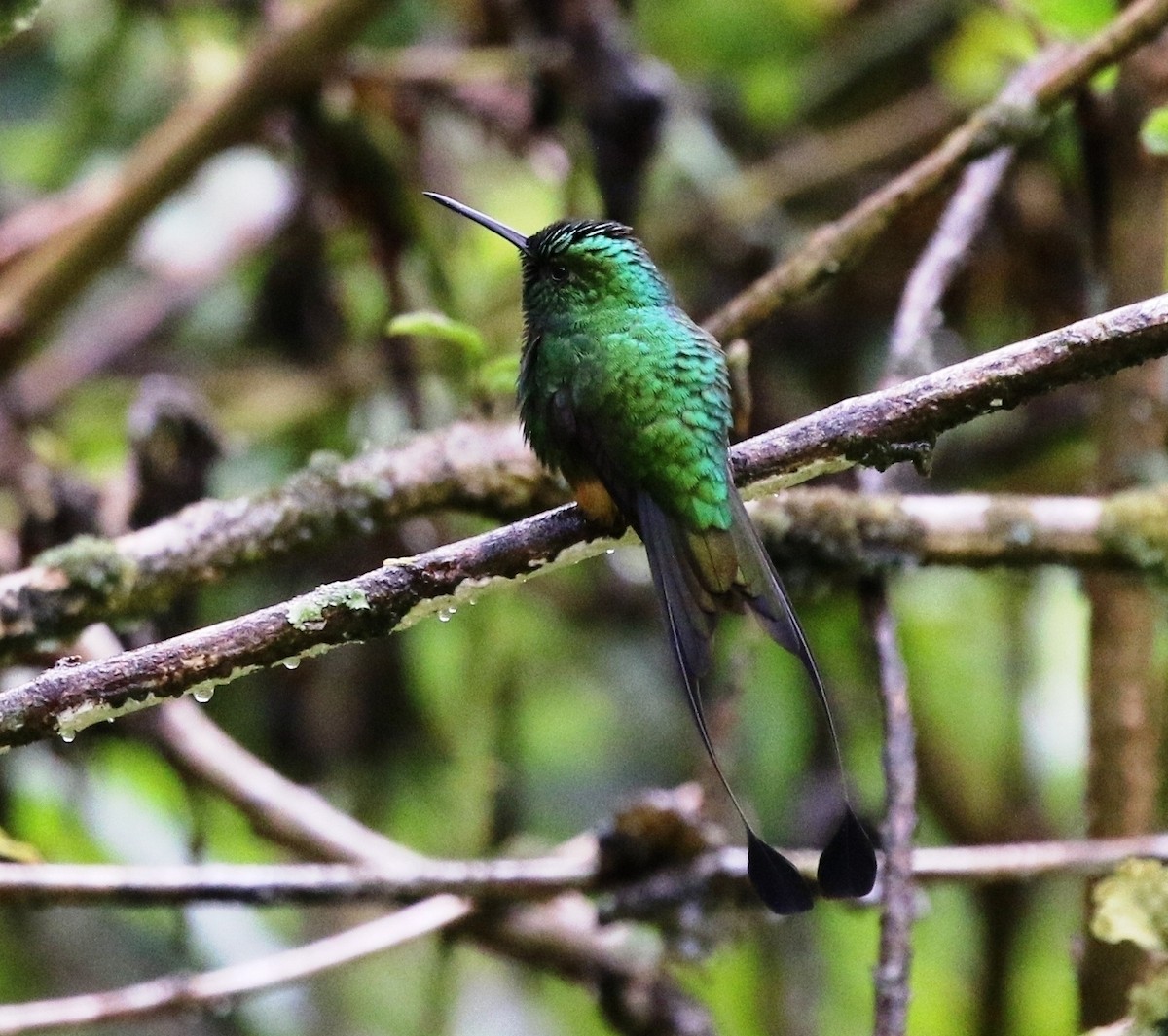 Rufous-booted Racket-tail (Anna's) - Richard Greenhalgh