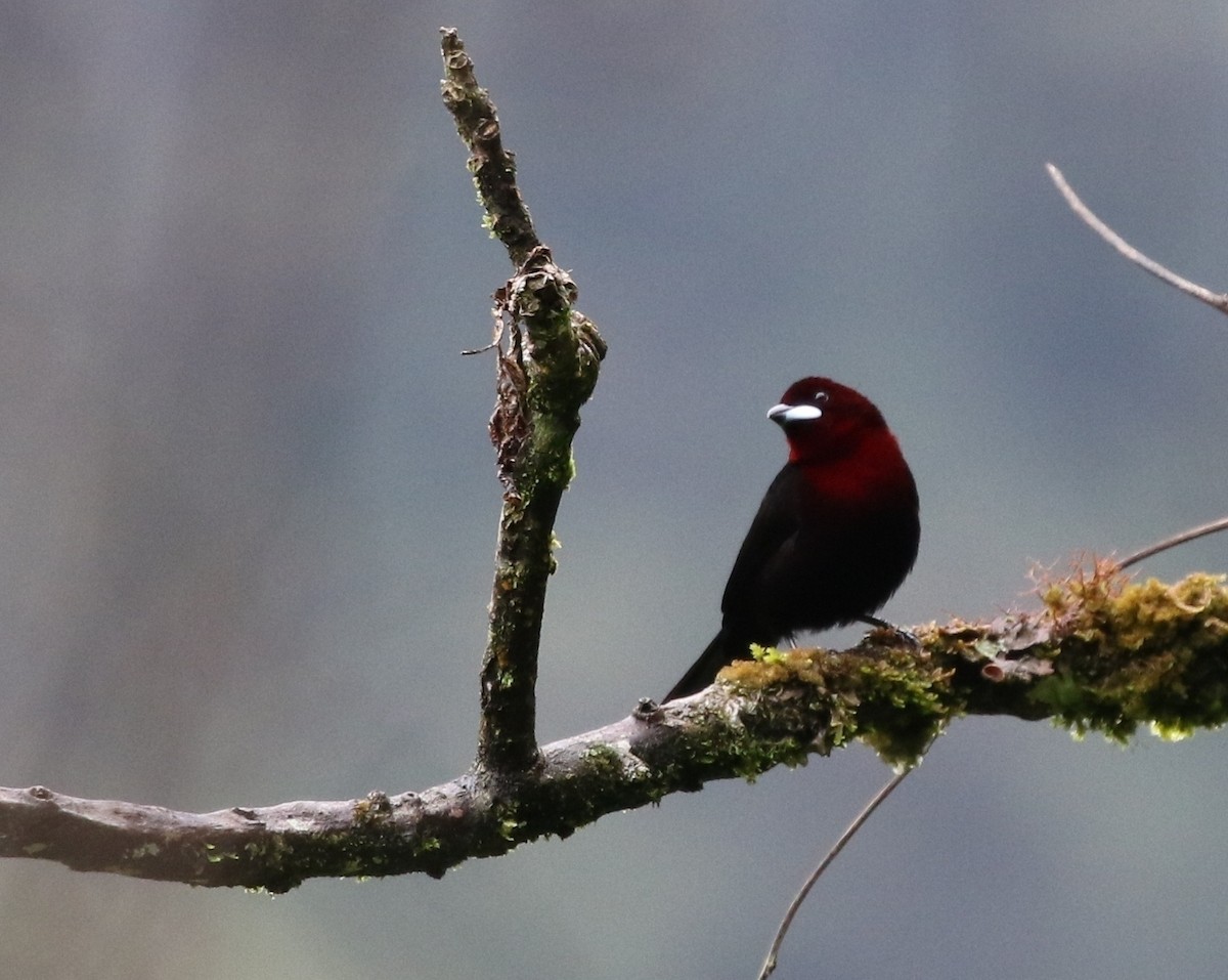 Silver-beaked Tanager - ML205639521