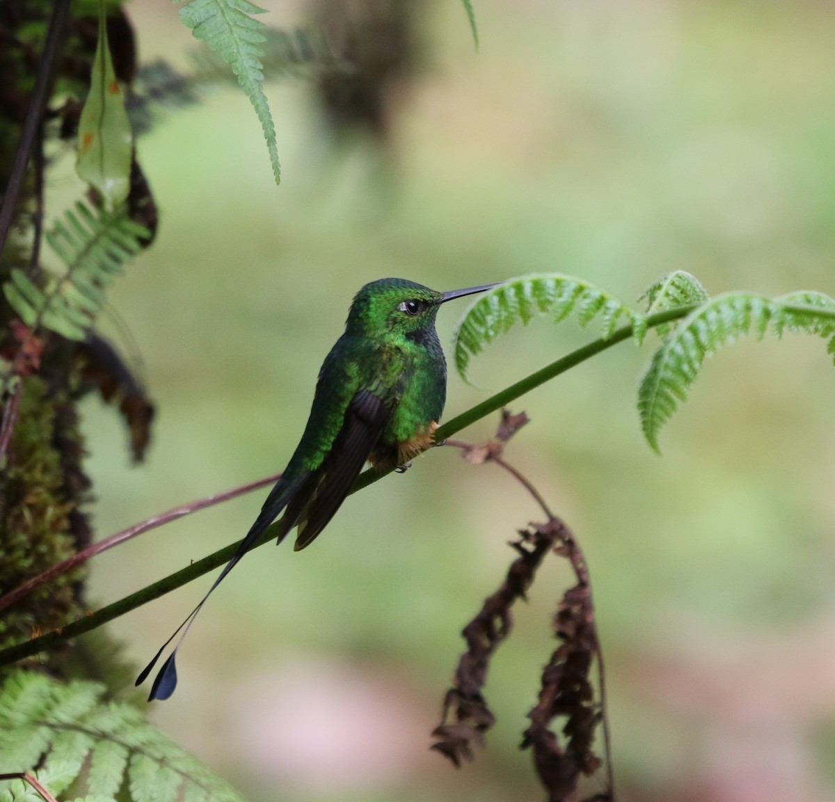 Rufous-booted Racket-tail (Anna's) - ML205639601