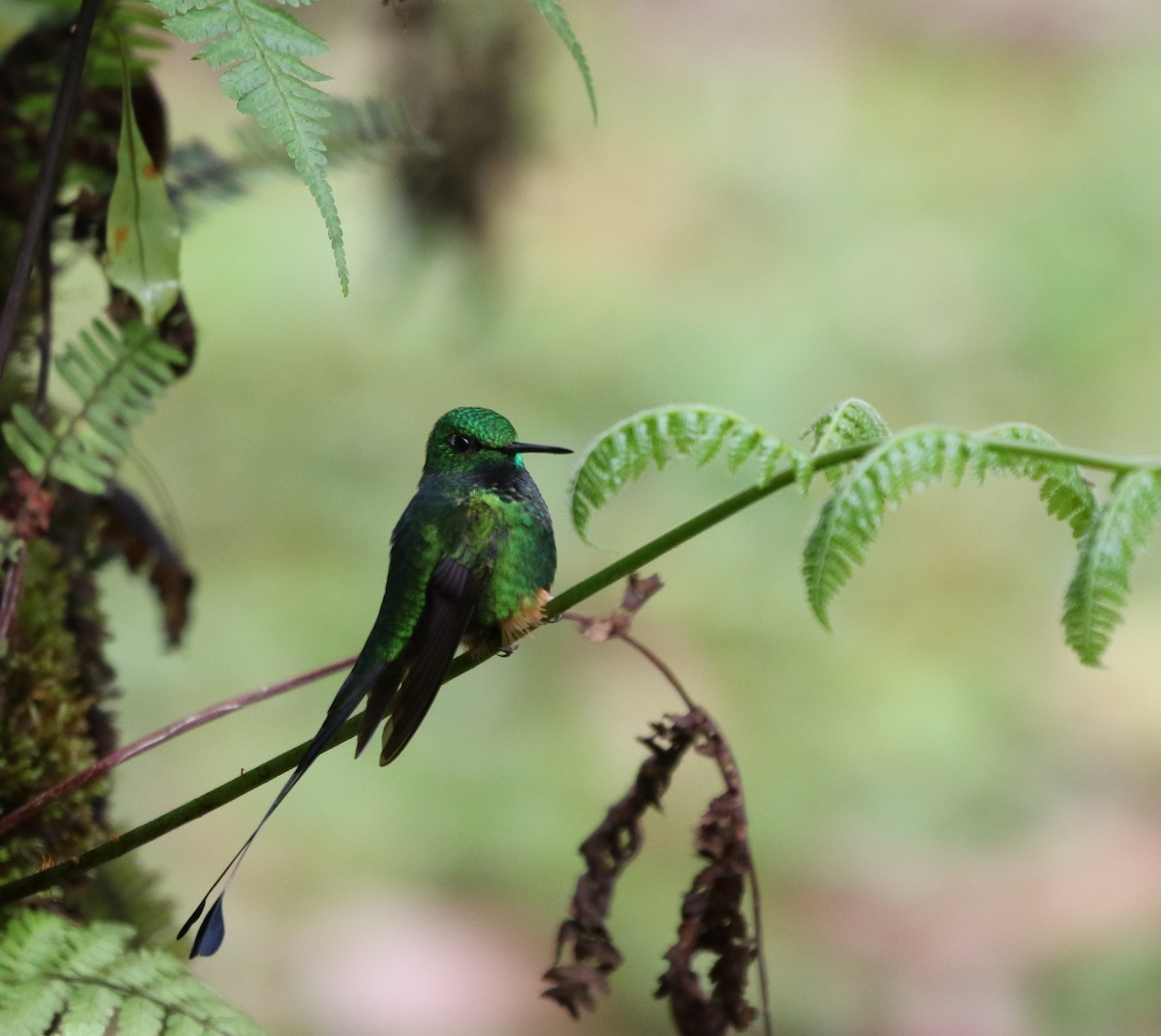 Rufous-booted Racket-tail (Anna's) - ML205639611