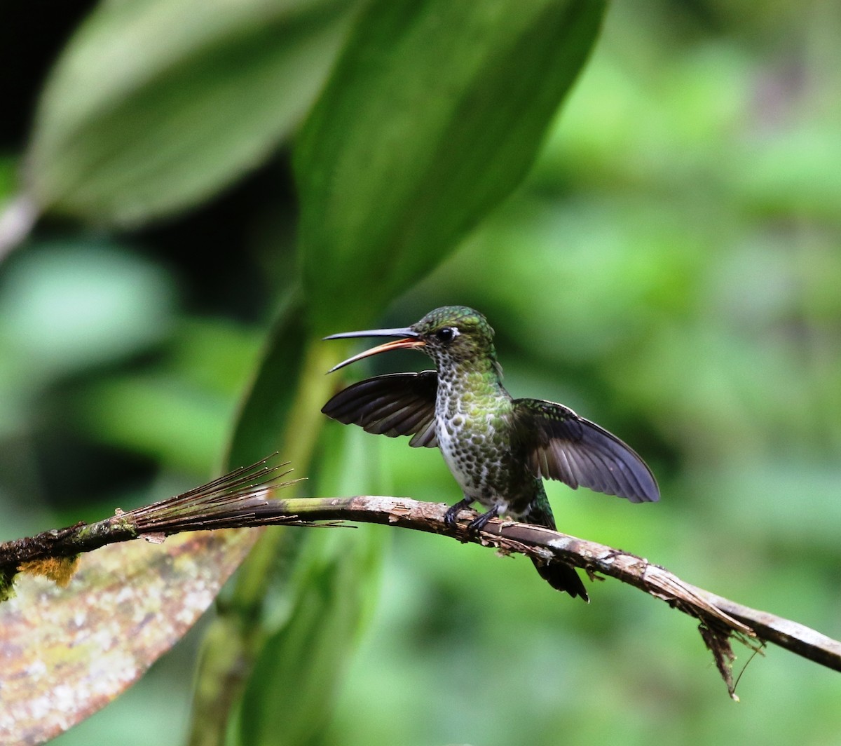 Many-spotted Hummingbird - ML205639731