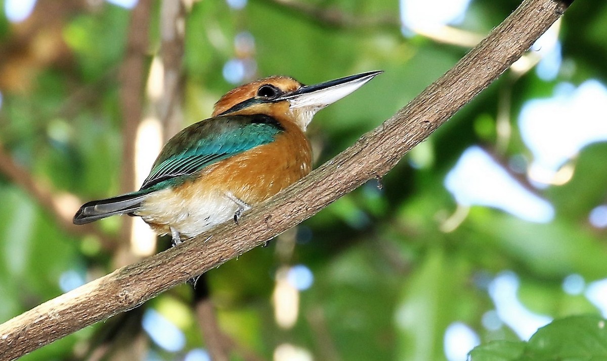 Cinnamon-banded Kingfisher - John O'Malley