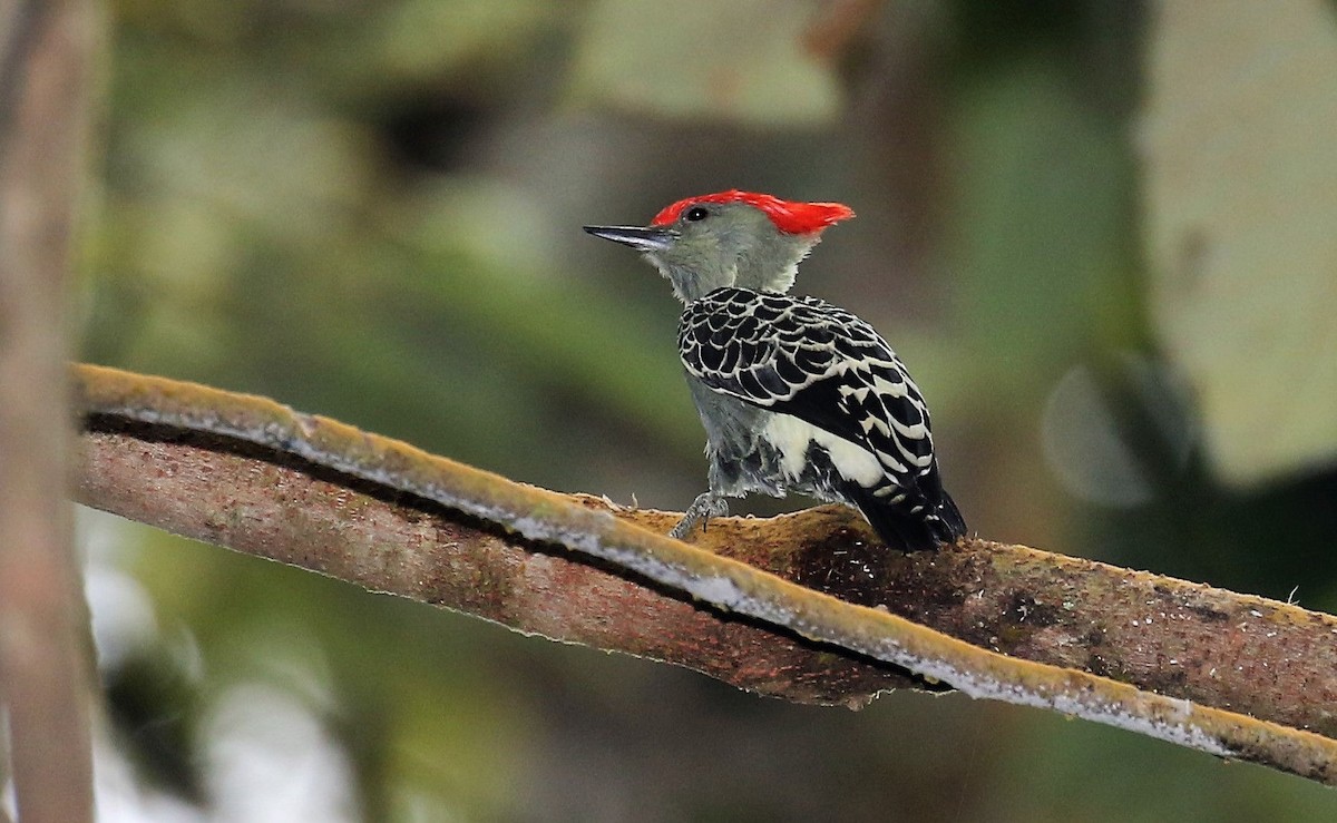 Gray-and-buff Woodpecker (Red-crested) - ML205639871