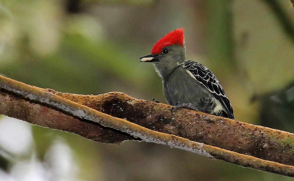 Gray-and-buff Woodpecker (Red-crested) - ML205639881