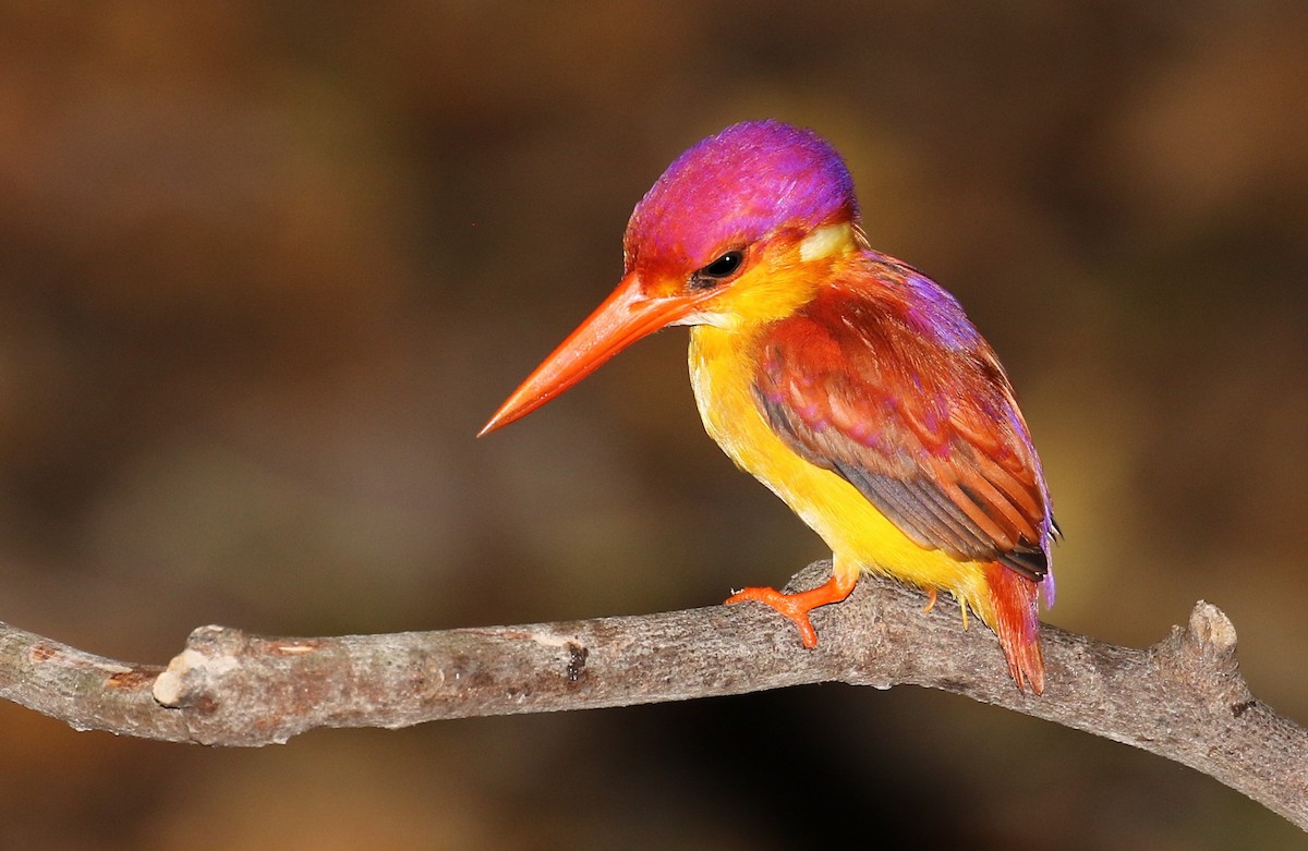 Rufous-backed Dwarf-Kingfisher - John O'Malley