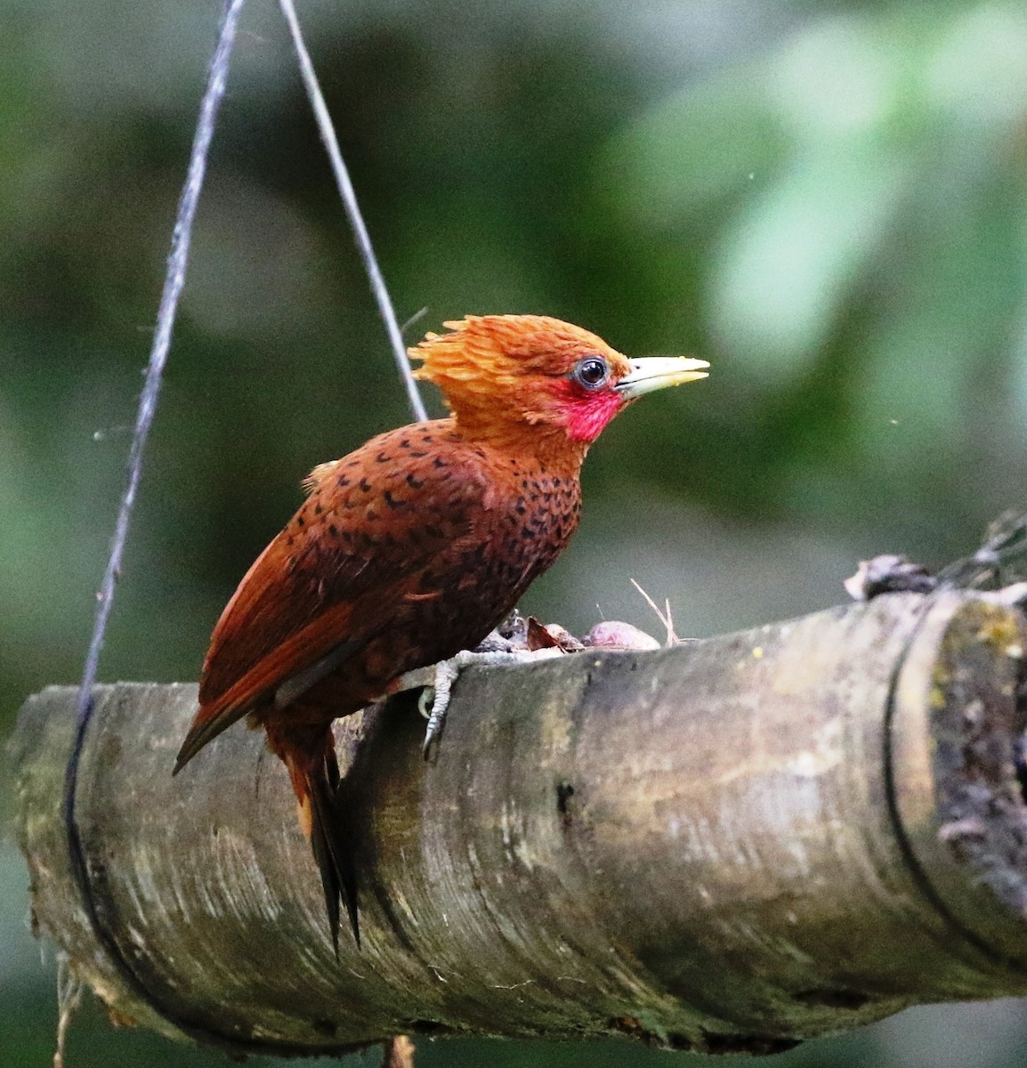 Chestnut-colored Woodpecker - Richard Greenhalgh