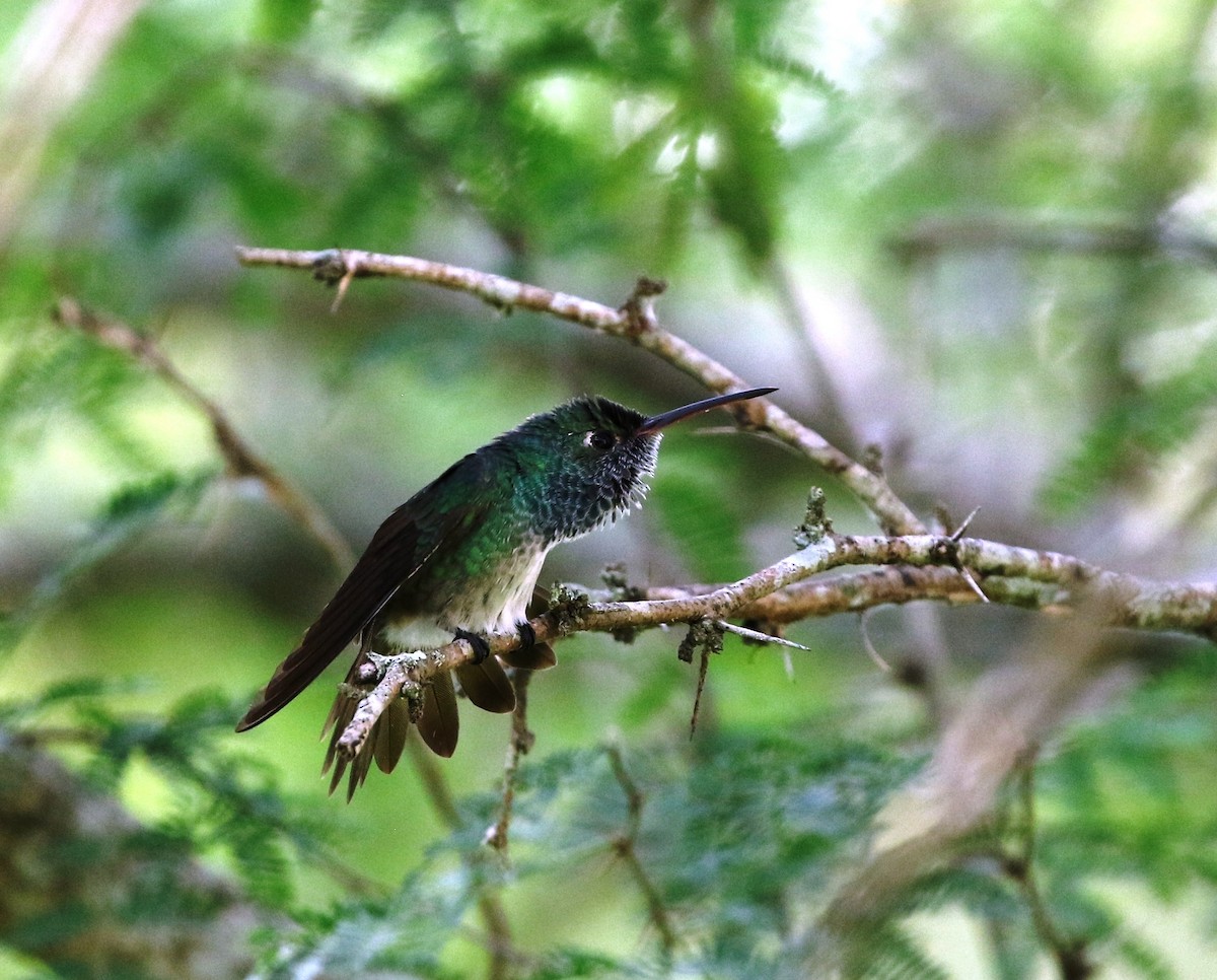 Honduran Emerald - Richard Greenhalgh