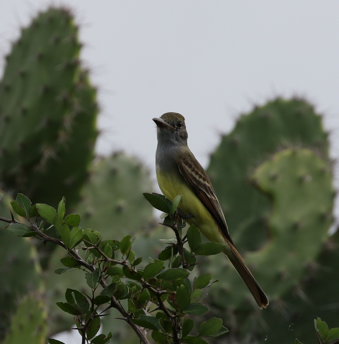 Great Crested Flycatcher - Richard Greenhalgh