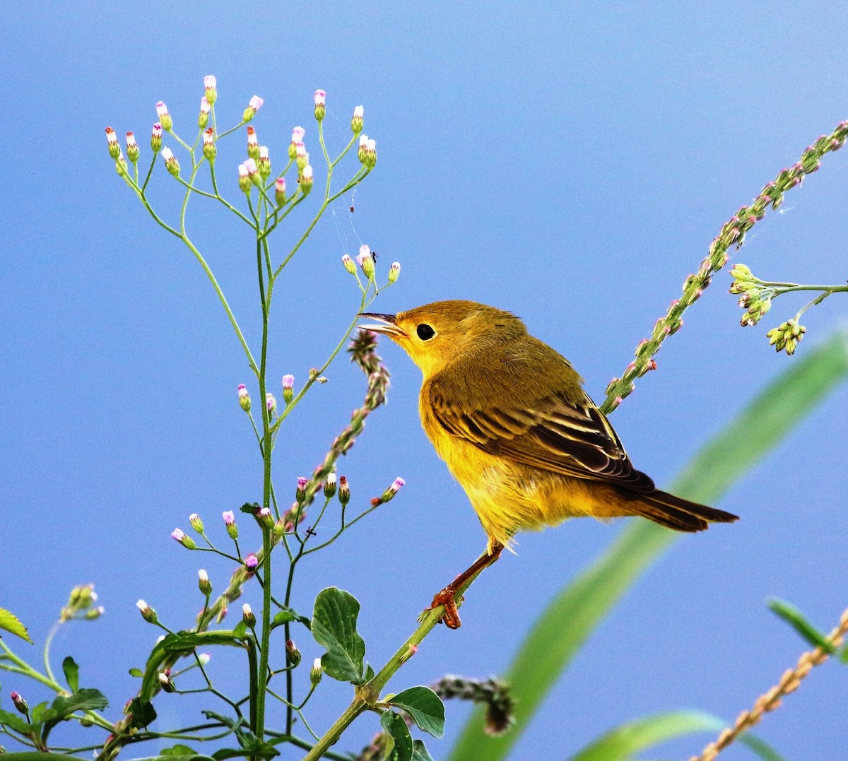 Yellow Warbler (Mangrove) - Richard Greenhalgh