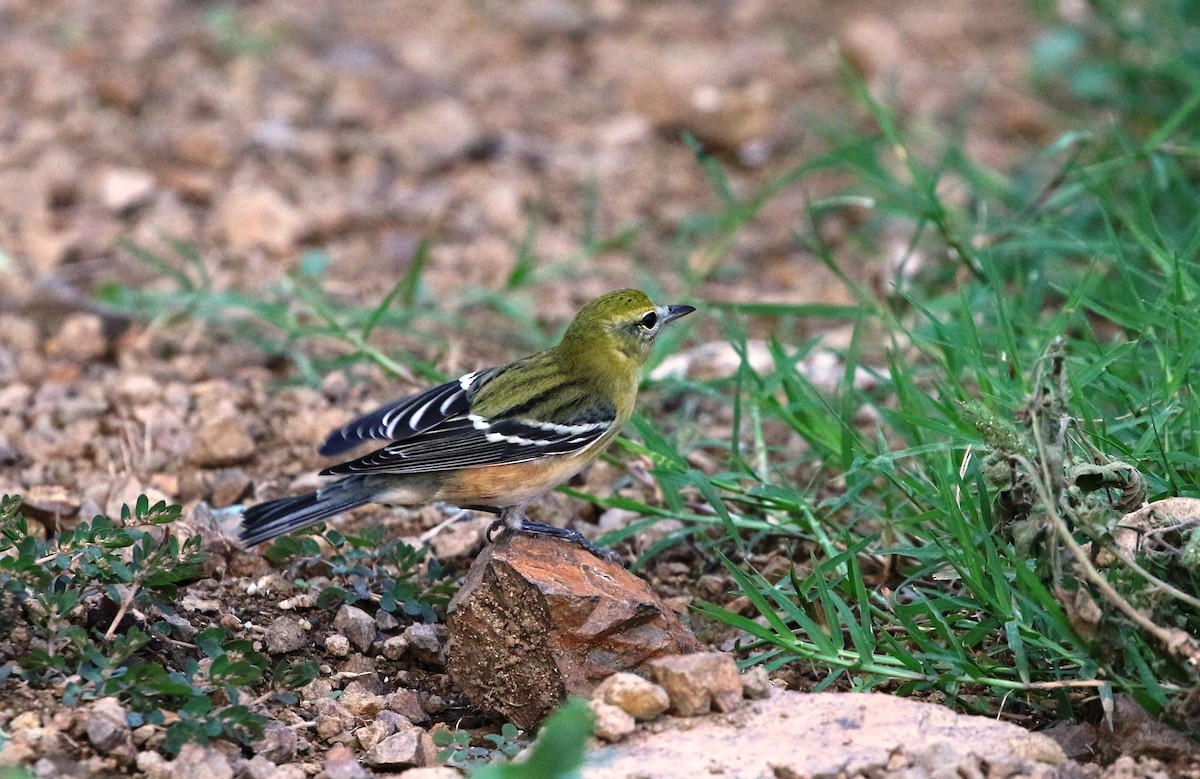 Bay-breasted Warbler - Richard Greenhalgh