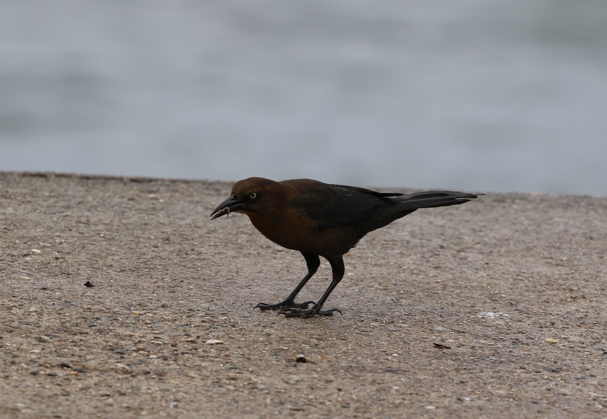 Great-tailed Grackle (Great-tailed) - Richard Greenhalgh