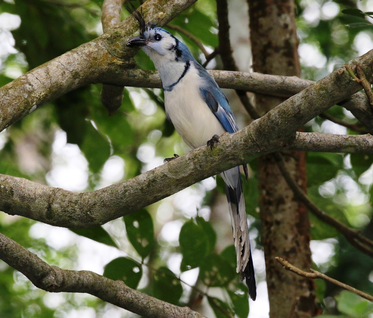 White-throated Magpie-Jay - Richard Greenhalgh