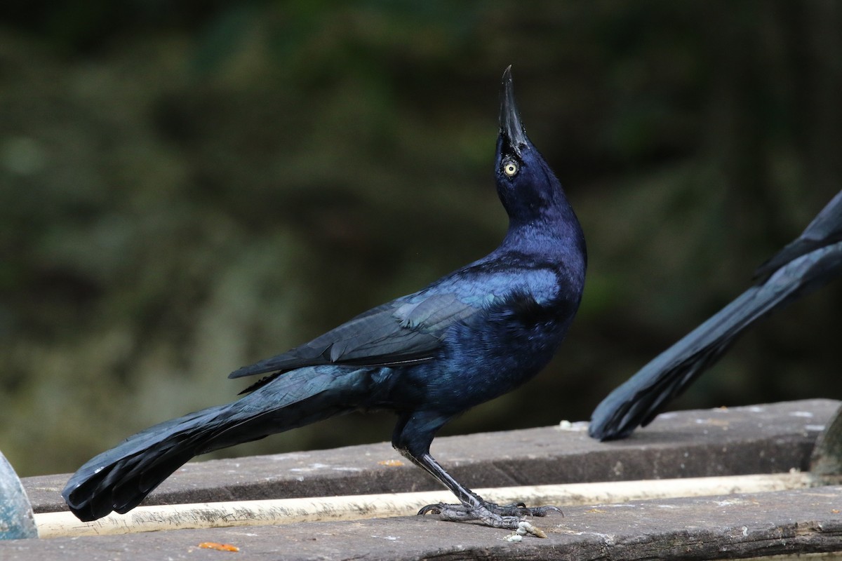Great-tailed Grackle (Great-tailed) - Richard Greenhalgh