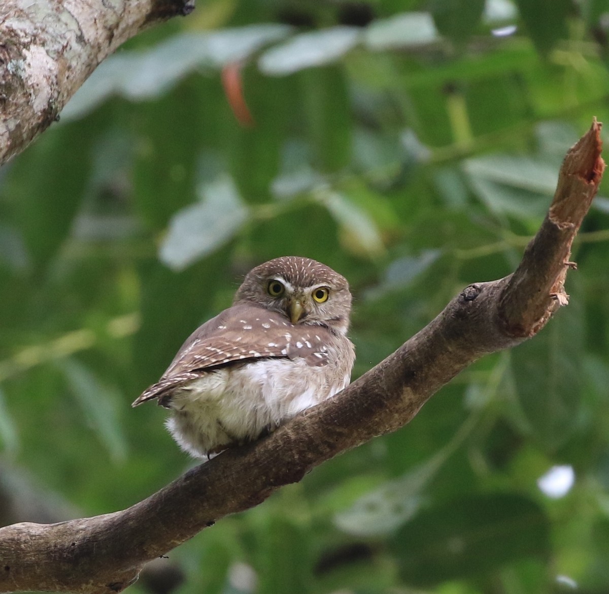 Ferruginous Pygmy-Owl (Ferruginous) - Richard Greenhalgh